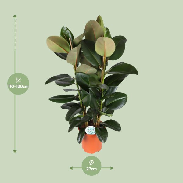 Ficus Elastica Robusta ↨115cm-ø27cm - Afbeelding 2