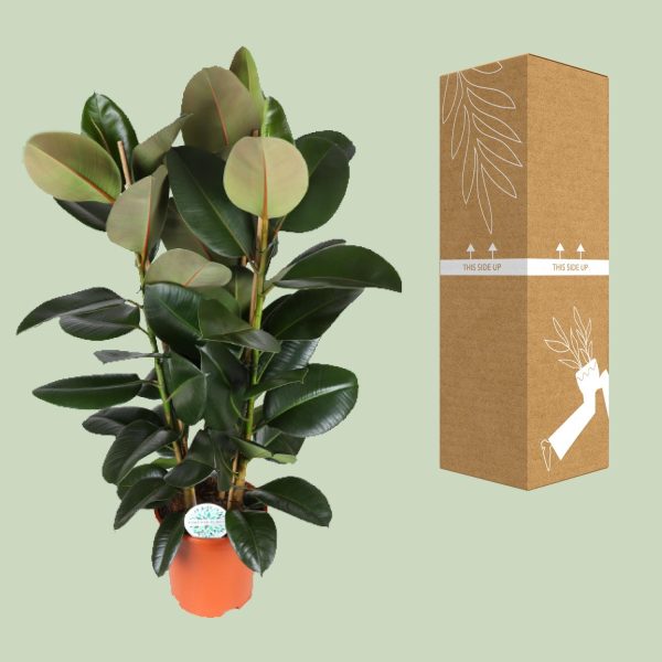 Ficus Elastica Robusta ↨115cm-ø27cm - Afbeelding 3