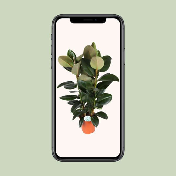 Ficus Elastica Robusta ↨115cm-ø27cm - Afbeelding 4