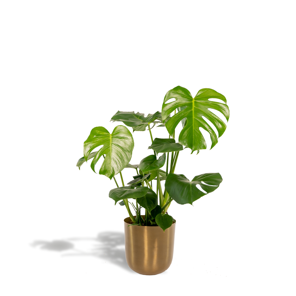 Groene Monstera Deliciosa met karakteristieke gaten in grote bladeren