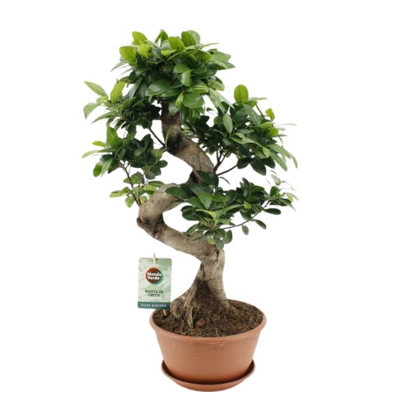 Ficus Ginseng ↨60cm-ø22cm