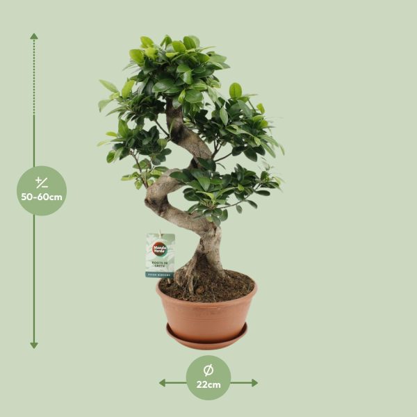 Ficus Ginseng ↨60cm-ø22cm - Afbeelding 2