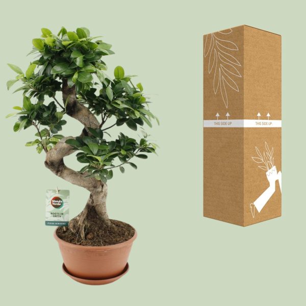 Ficus Ginseng ↨60cm-ø22cm - Afbeelding 3