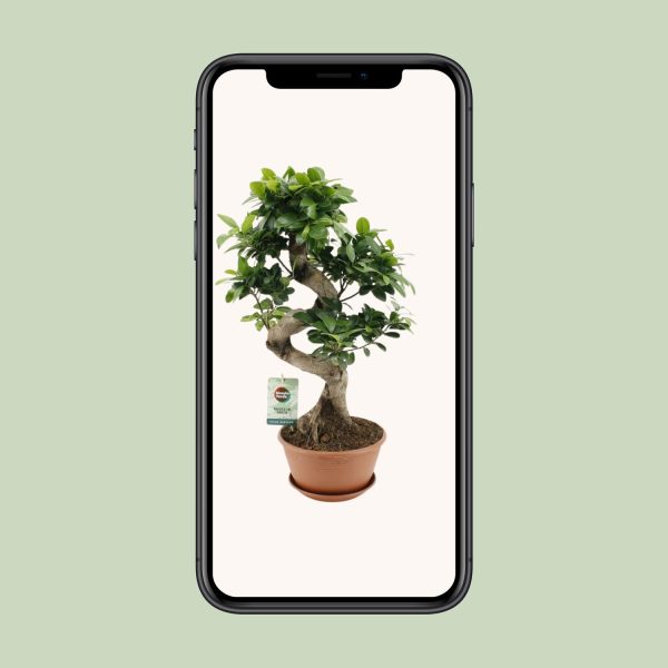 Ficus Ginseng ↨60cm-ø22cm - Afbeelding 4