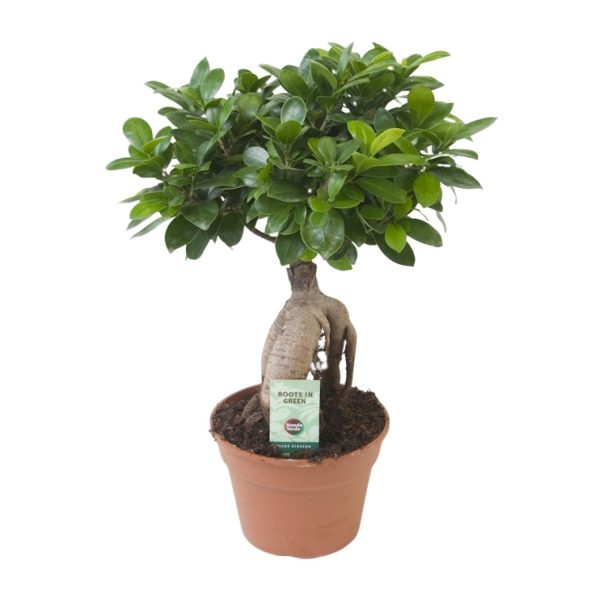 Ficus Ginseng bonsai met dikke wortel en glanzende groene bladeren