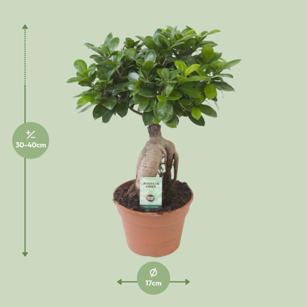 Ficus Ginseng bonsai met robuuste wortelstam in terracottapot