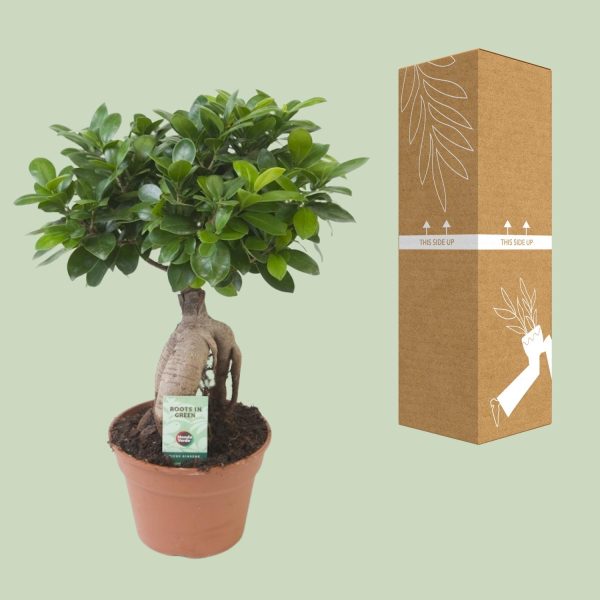 Ficus microcarpa ginseng bonsai met dikke wortelstam en glanzende groene bladeren
