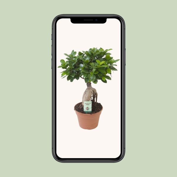 Bonsai Ficus Ginseng met dikke wortel en glanzende groene bladeren