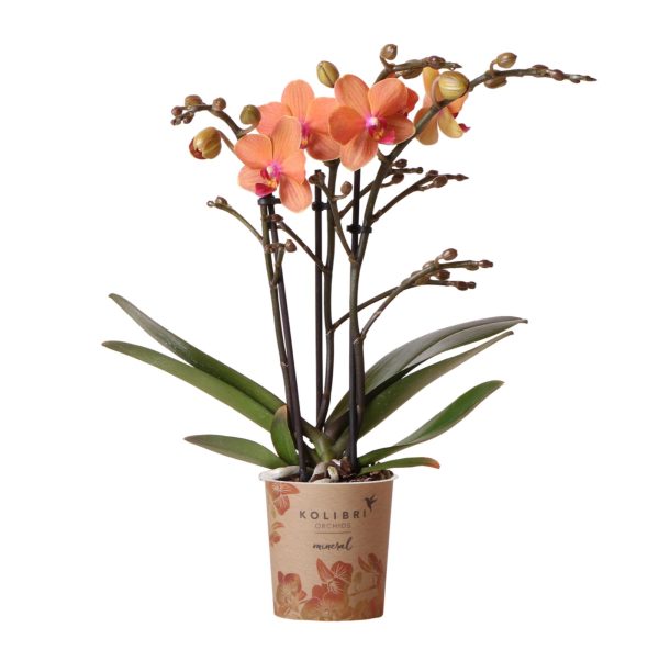 Oranje Phalaenopsis orchidee ↨35cm ø9cm