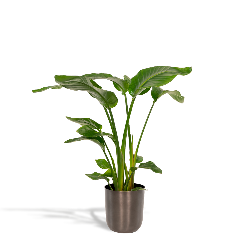 Weelderige Strelitzia (paradijsvogelplant) met grote groene bladeren in pot