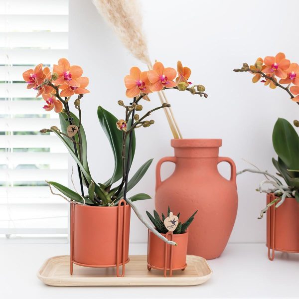 Oranje Phalaenopsis orchidee ↨35cm ø9cm - Afbeelding 2