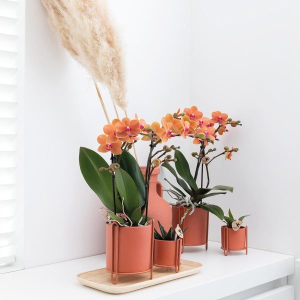 Oranje Phalaenopsis orchidee ↨35cm ø9cm - Afbeelding 3