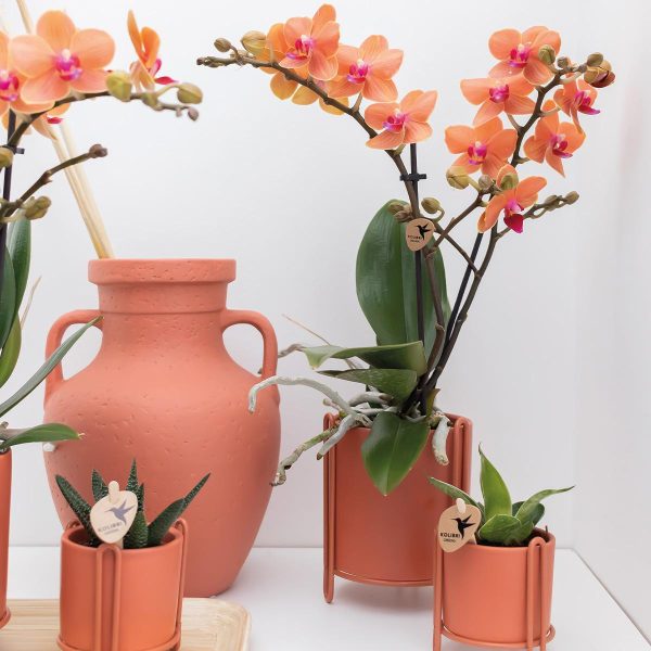 Oranje Phalaenopsis orchidee ↨35cm ø9cm - Afbeelding 4