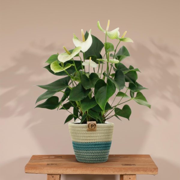Anthurium Andreanum Namora ↨45cm-ø12cm - Afbeelding 2