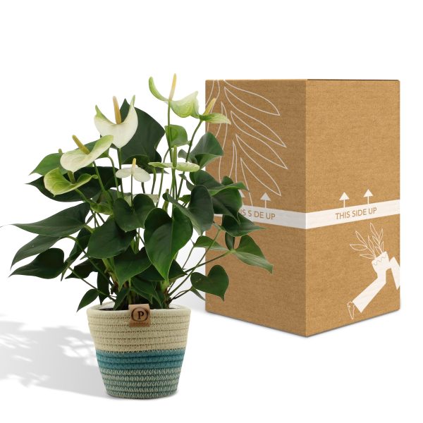 Anthurium Andreanum Namora ↨45cm-ø12cm - Afbeelding 5