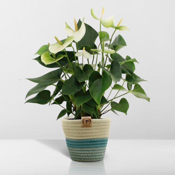 Anthurium Andreanum Namora ↨45cm-ø12cm - Afbeelding 6