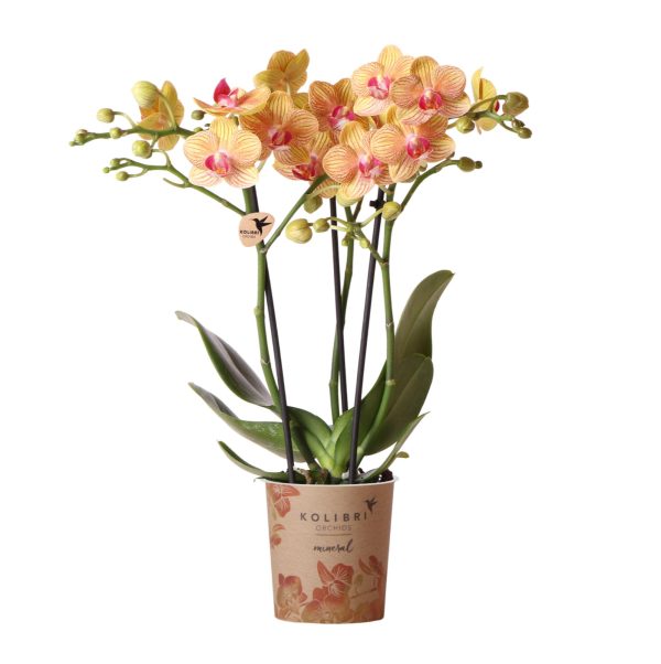 Oranje Phalaenopsis orchidee potmaat Ø9cm