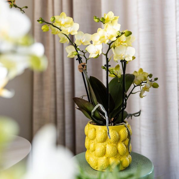Oranje Phalaenopsis orchidee en Succulenten ↨63cm-ø30cm - Afbeelding 3