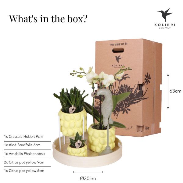 Oranje Phalaenopsis orchidee en Succulenten ↨63cm-ø30cm - Afbeelding 4