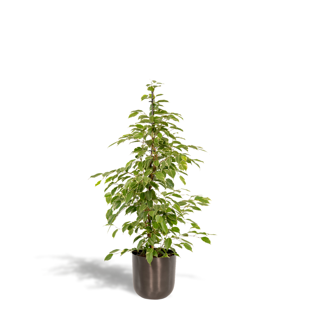 Ficus benjamina variegata met crème gevlekte bladeren in een moderne pot.