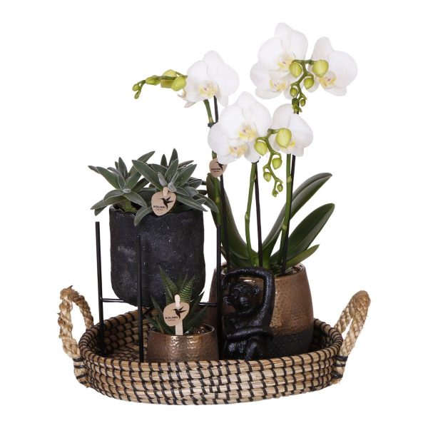 Phalaenopsis orchidee en succulenten ↨63cm-ø30cm