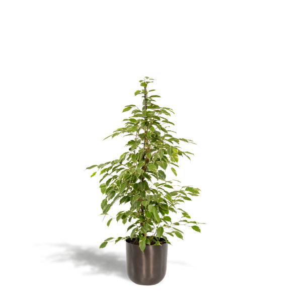 Ficus benjamina variegata met crème gevlekte bladeren in een moderne pot.
