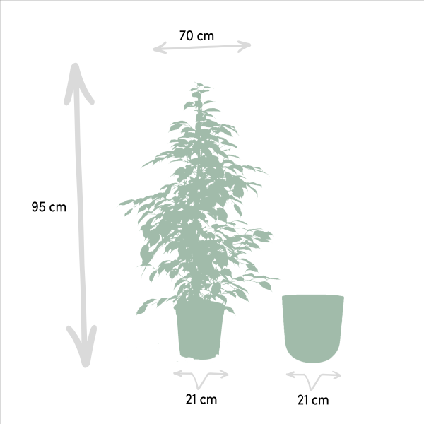 Ficus benjamina van 95 cm hoog in pot Ø21 cm