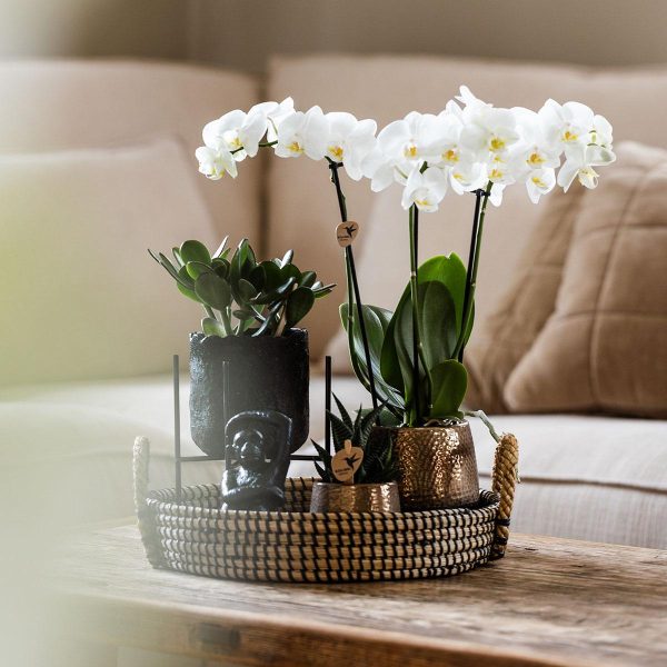 Phalaenopsis orchidee en succulenten ↨63cm-ø30cm - Afbeelding 3
