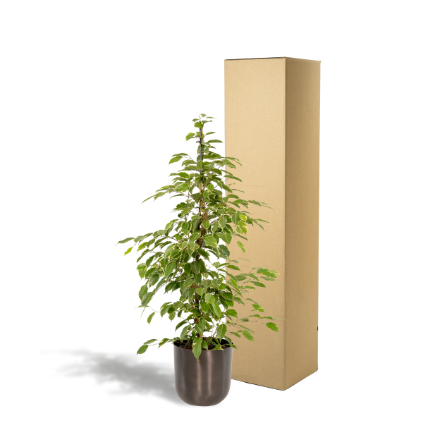 Ficus benjamina met gevlamde groene en crèmewitte bladeren in pot