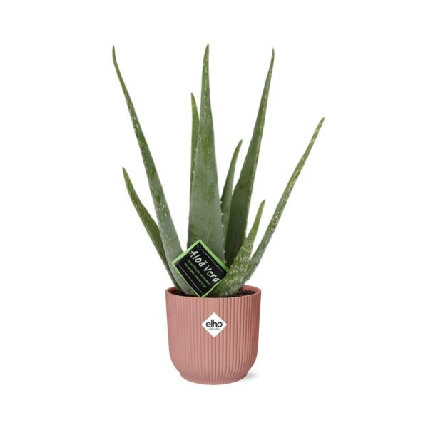 Aloë vera in roze pot met lange puntige groene bladeren en witte vlekken
