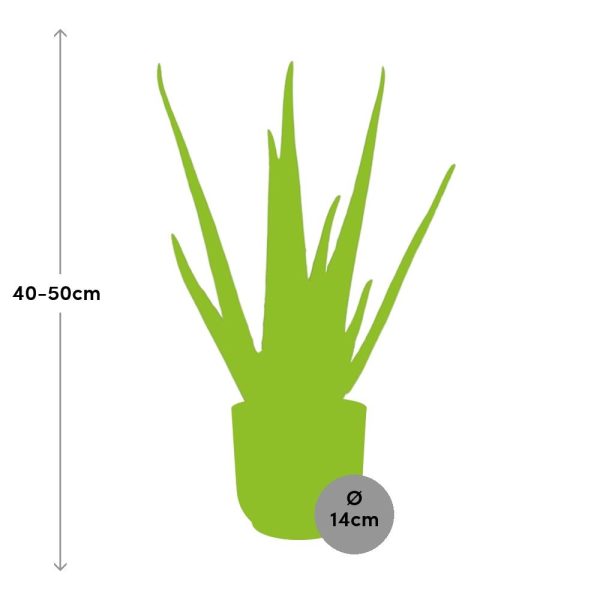 Aloë Vera vetplant in pot van 14 cm ø, 40–50 cm hoog