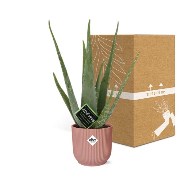 Aloë vera vetplant in een stijlvolle Elho pot