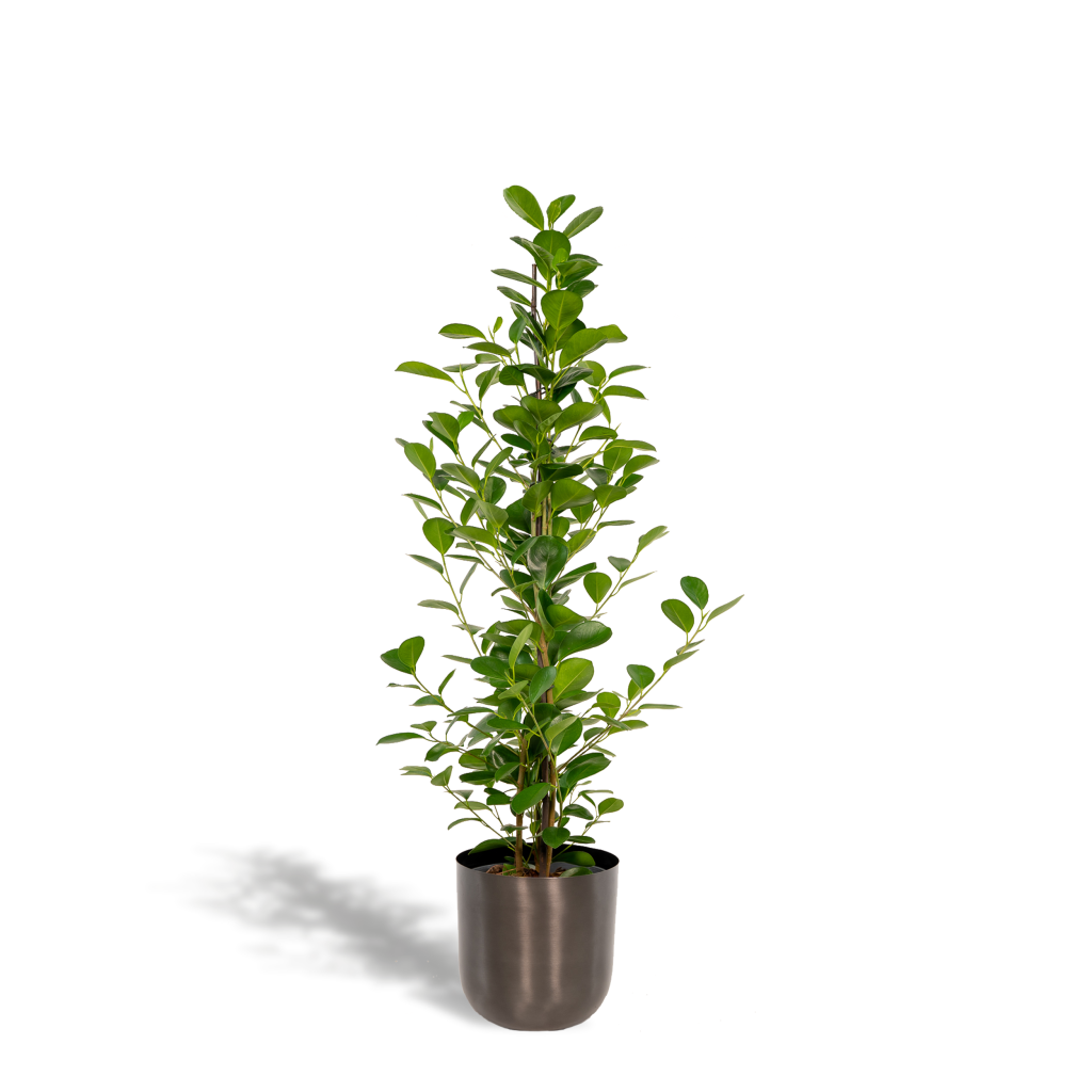 Ficus benjamina kamerplant met glanzende, ovale bladeren