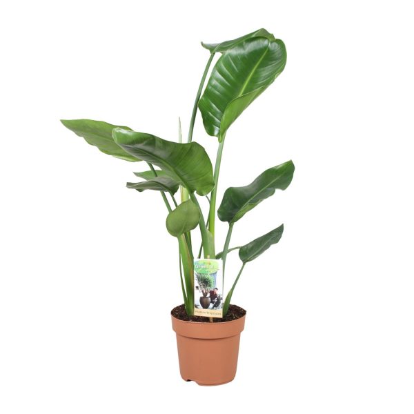 Strelitzia Nicolai ↨60cm-ø17cm