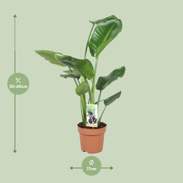 Strelitzia Nicolai ↨60cm-ø17cm - Afbeelding 2