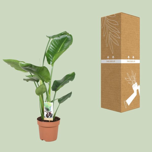 Strelitzia Nicolai ↨60cm-ø17cm - Afbeelding 3