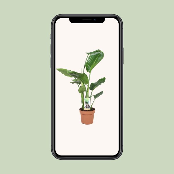 Strelitzia Nicolai ↨60cm-ø17cm - Afbeelding 4