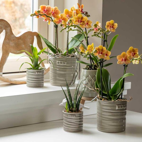 Oranje Phalaenopsis orchidee potmaat Ø9cm - Afbeelding 2