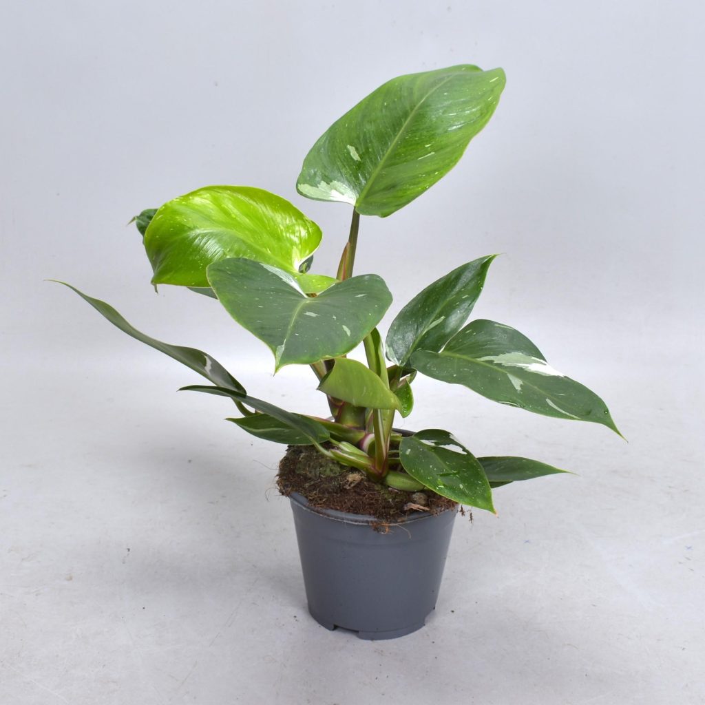 Philodendron White Princess met witte vlekken op diepgroene bladeren