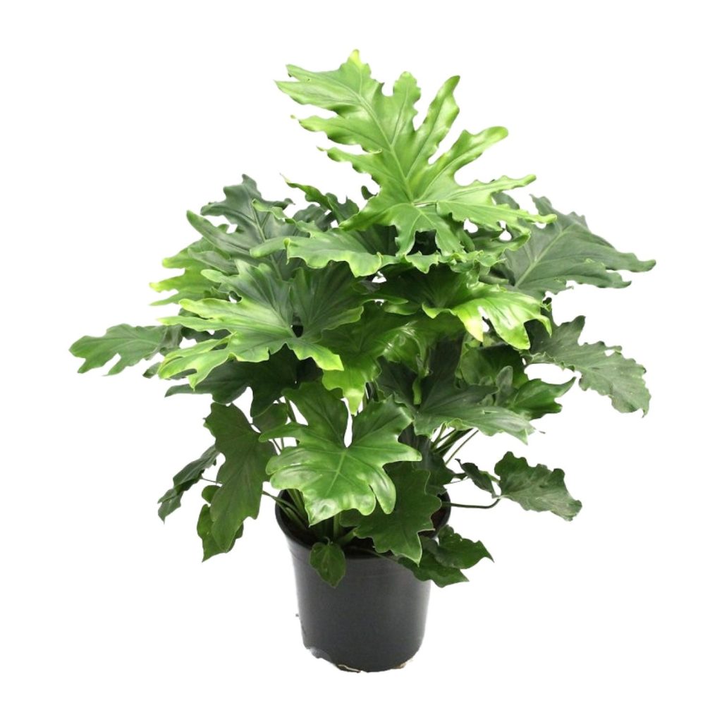 Diepgroene Philodendron Selloum met weelderig getande bladeren in pot.