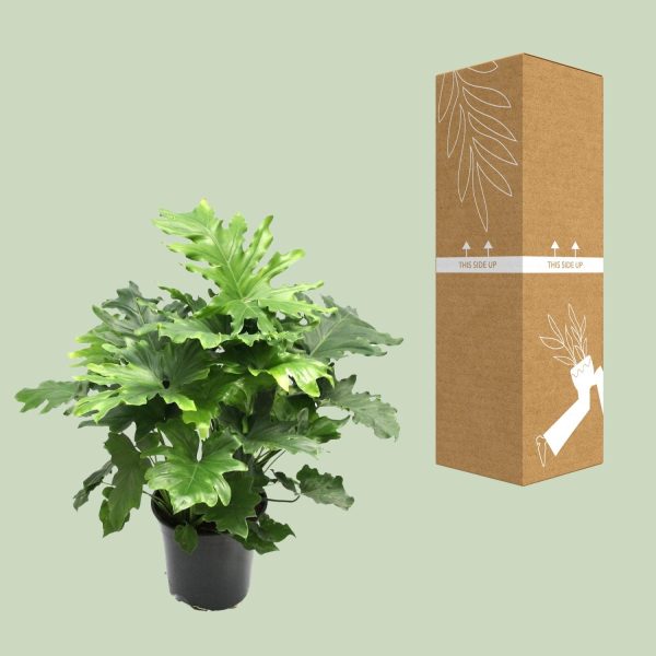 Groene Philodendron Selloum met geveerde, diep ingesneden bladeren in pot