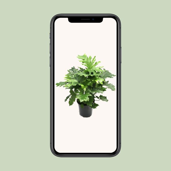 Weelderige Philodendron selloum met diep ingesneden bladeren voor een tropische sfeer