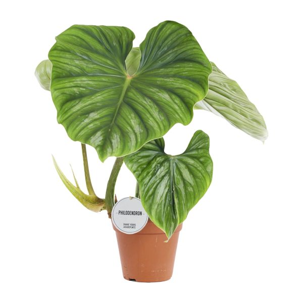 Philodendron Plowmanii ↨50cm-ø15cm