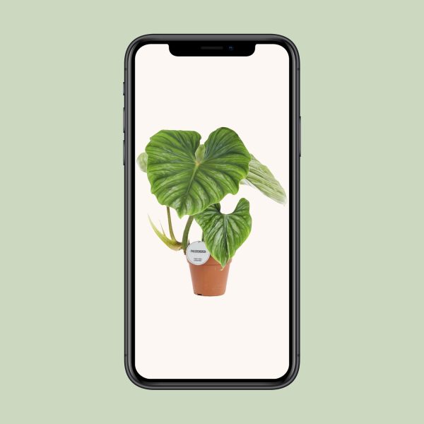 Philodendron Plowmanii ↨50cm-ø15cm - Afbeelding 4