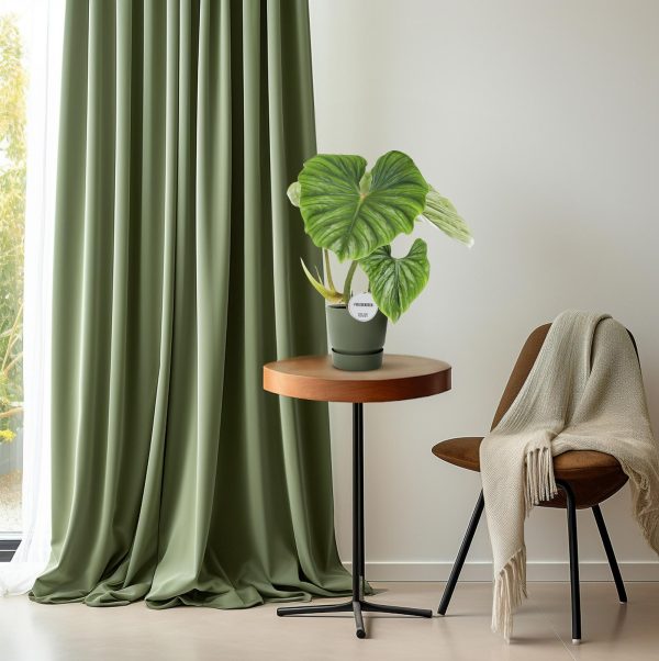 Philodendron Plowmanii ↨50cm-ø15cm - Afbeelding 6