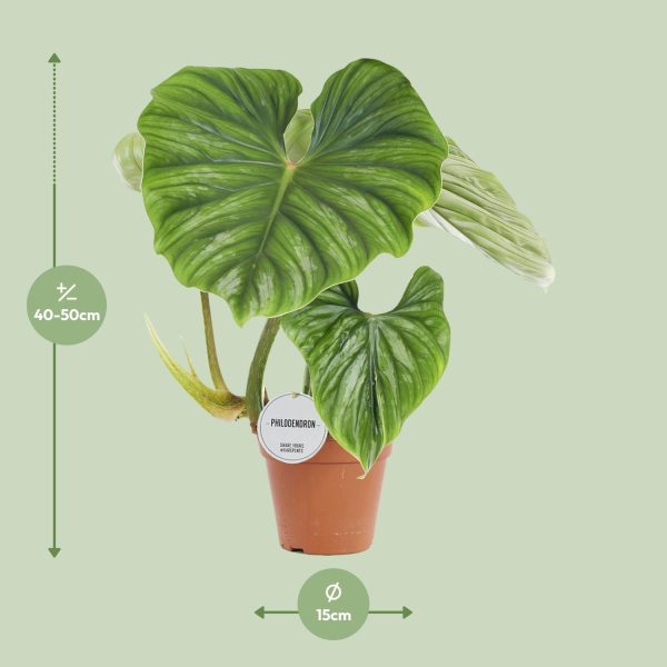 Philodendron Plowmanii ↨50cm-ø15cm - Afbeelding 7