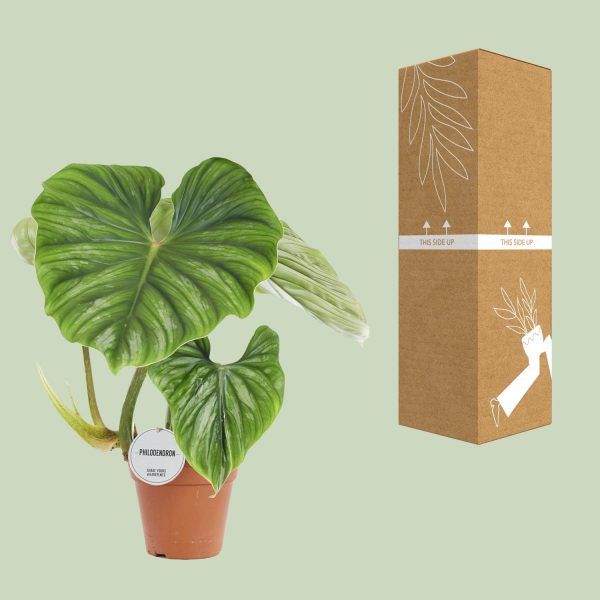 Philodendron Plowmanii ↨50cm-ø15cm - Afbeelding 8