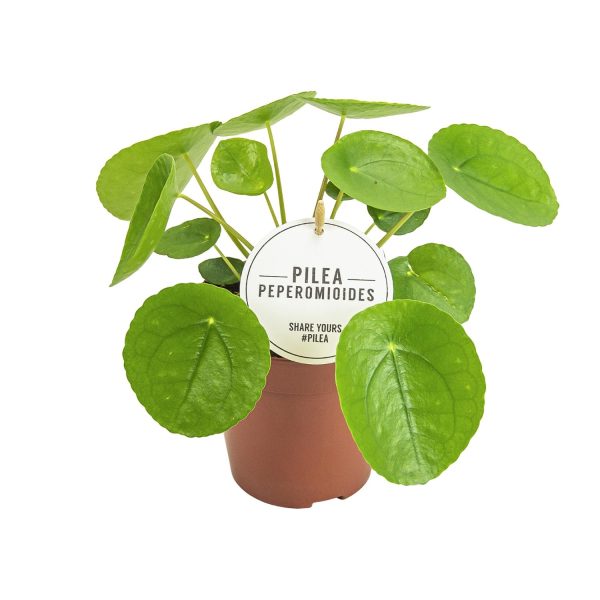 Pilea peperomioides kamerplant met ronde donkergroene bladeren in pot