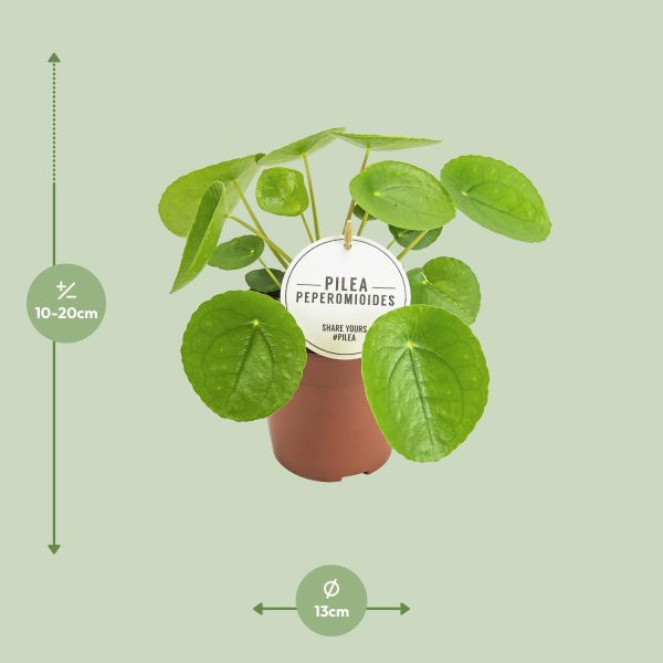 Pilea peperomioides kamerplant met ronde, heldergroene bladeren in pot