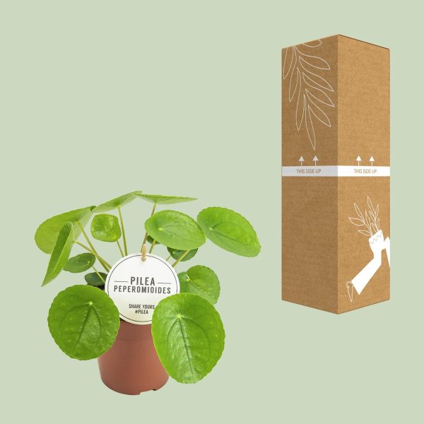 Pilea peperomioides met ronde bladeren in pot, klaar voor verzending